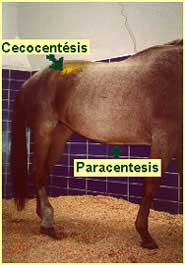 Sitios de paracentesis y cecocentesis